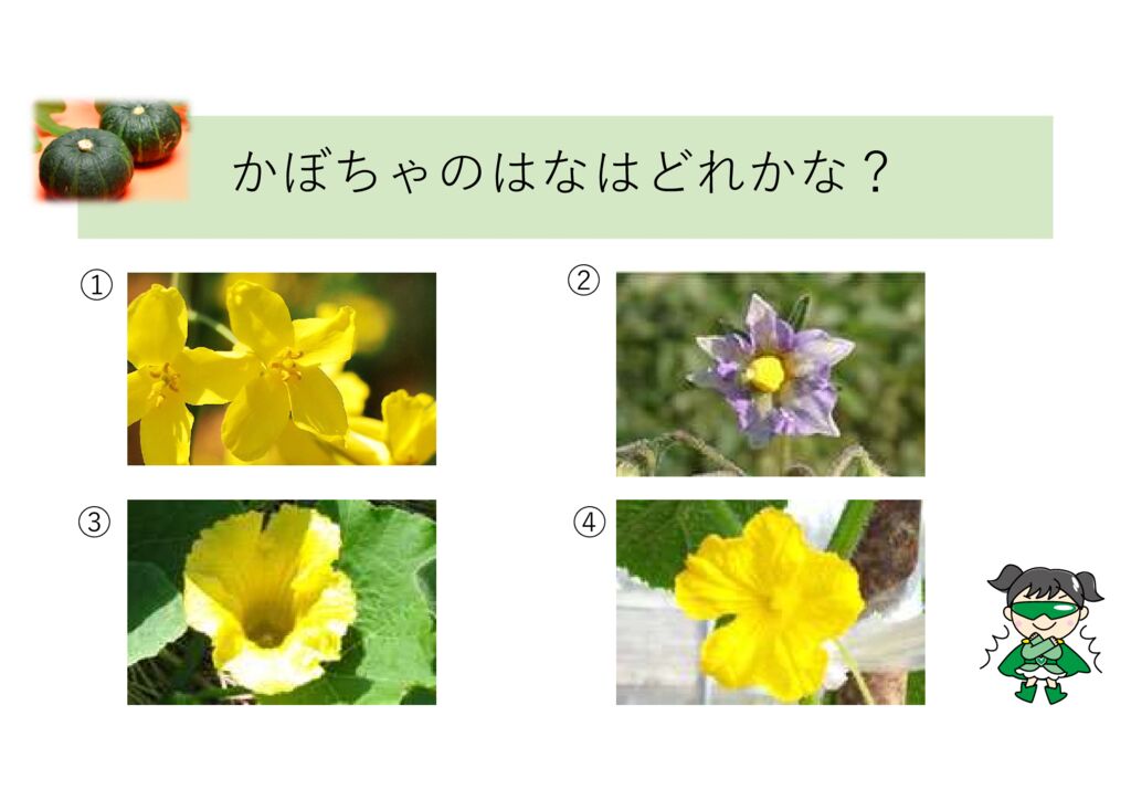 10月 食育クイズ「かぼちゃの花はどれかな？」