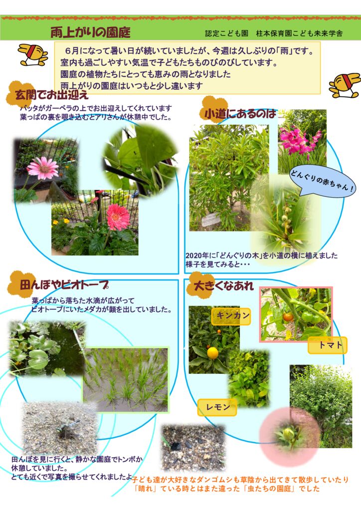 6月「雨上がりの園庭」