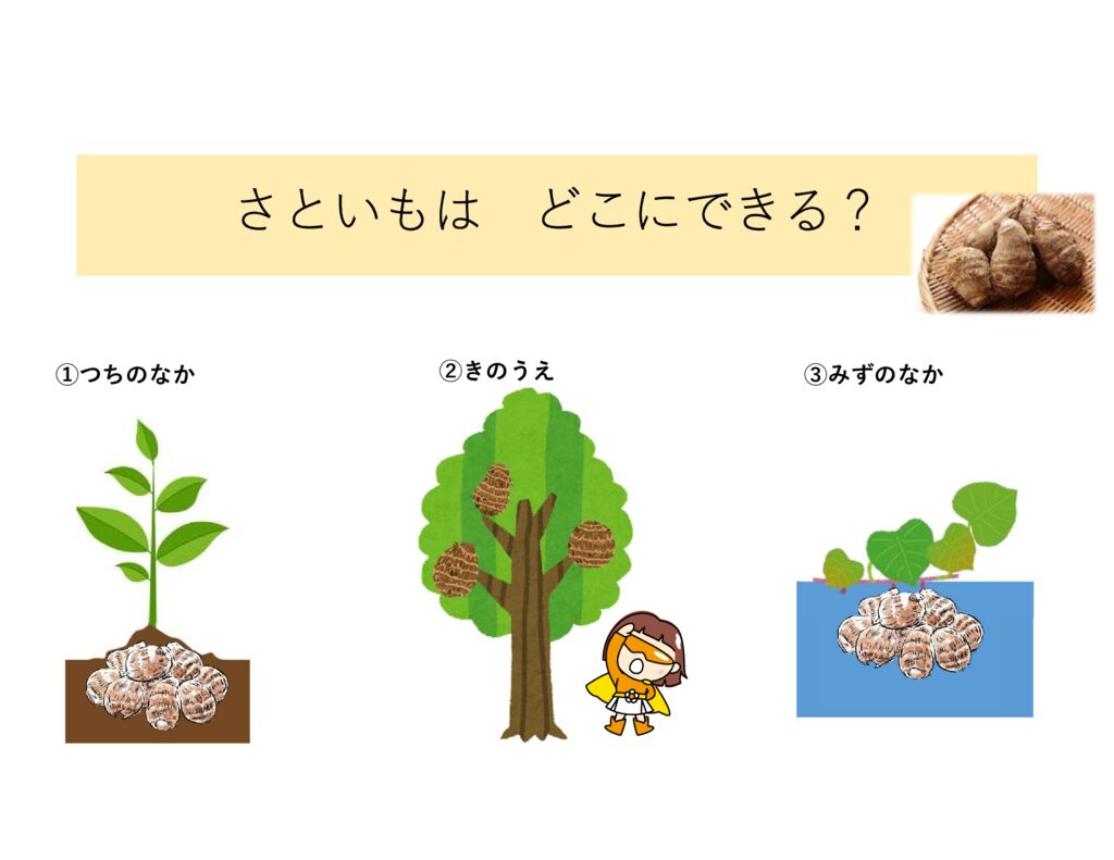 9月 食育クイズ「さといもは、どこにできる？」